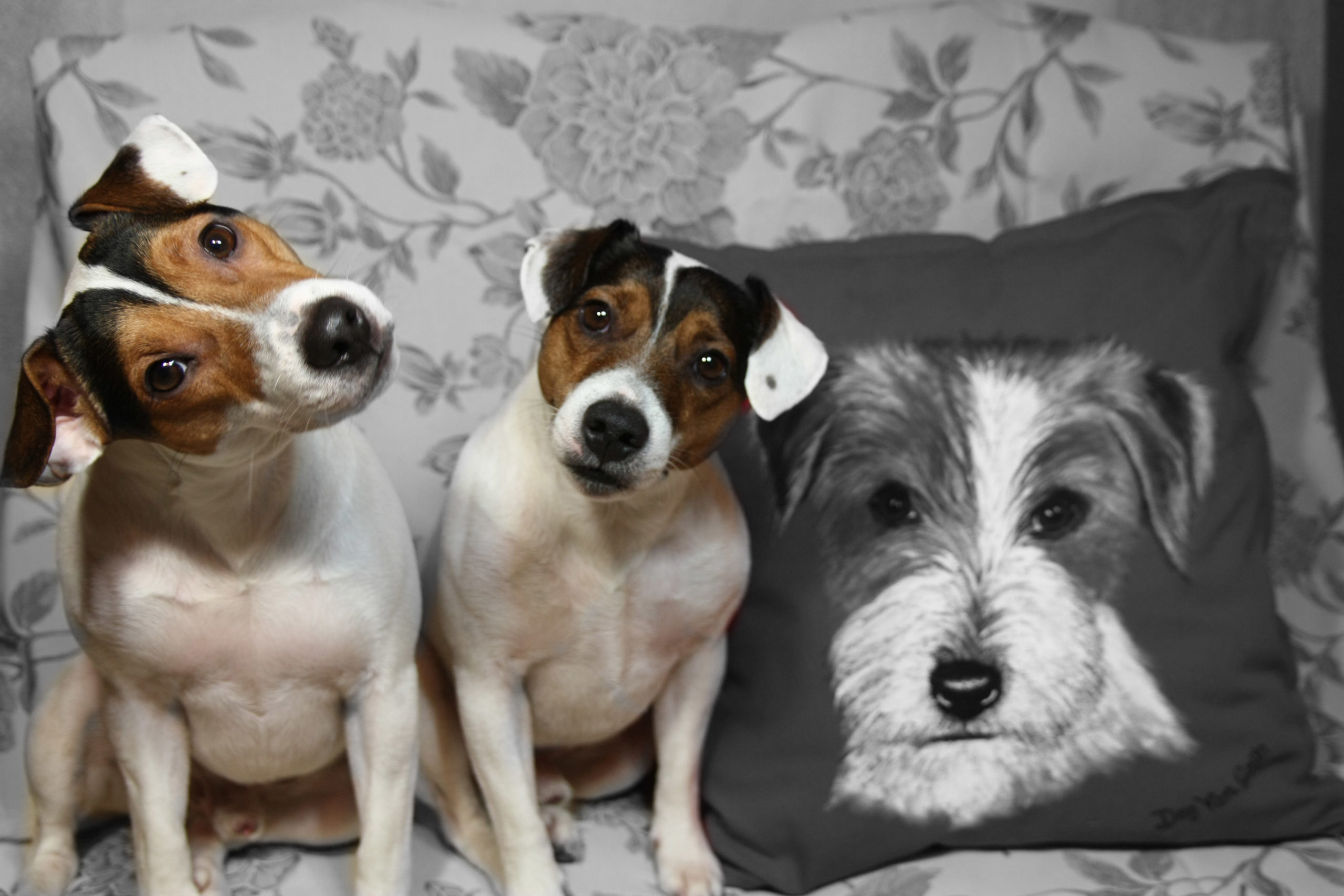 dogvangogh